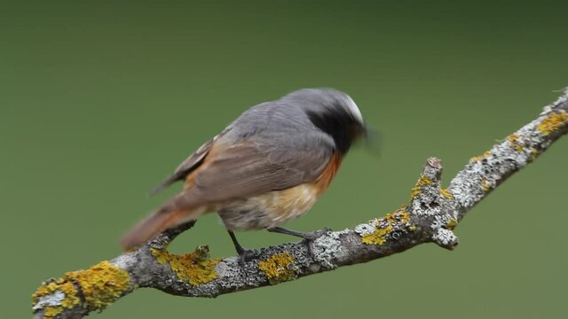 Common redstart male with the last lights of the afternoon, Phoenicurus phoenicurus