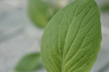 Fresh pakchoy mustard hydroponic plants