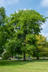Obraz premium Gleditsia triacanthos 'Inermis'