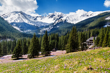 Blooming crocuses in Chocholowska valley in West Tatras, Poland © Milosz Maslanka