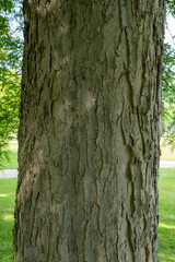 Gleditsia triacanthos 'Inermis'
