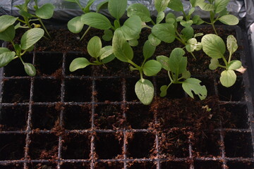 Fresh pakchoy mustard hydroponic plants