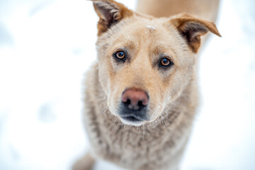 abandoned orange dog near the shalter