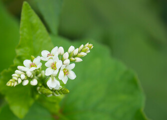 Buckwheat flower. Blossoming buckwheat steam on a green leaves background. Growing own healthy food. Closeup, selective focus