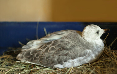 gray-winged gull chick.