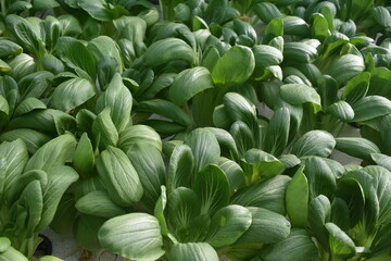 Fresh pakchoy mustard hydroponic plants