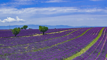 Naklejka na ściany i meble Lavender flower fields. Provence, France Purple nature