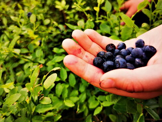 Blueberry (Vaccinium myrtillus). Blueberry fruit on hand.