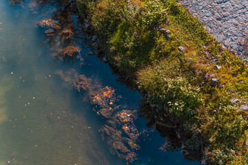 Autumn shore duckweed river on autumn sunny day