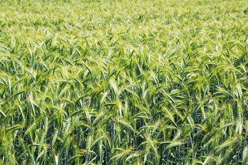 A field with green ears in Baden-Wuerttemberg, Germany