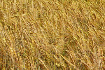 A field with ripe ears in Baden-Wuerttemberg, Germany