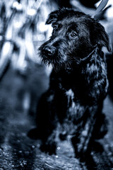 black and white photo of an abandoned dog