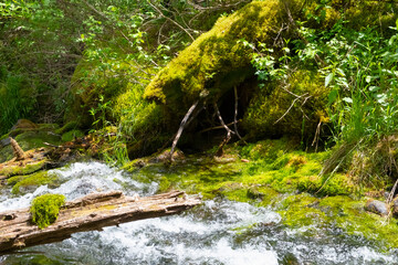 Naklejka na ściany i meble Mountain river with fallen trees and green moss on them. Forest scene. Beautiful mountain river with green around.