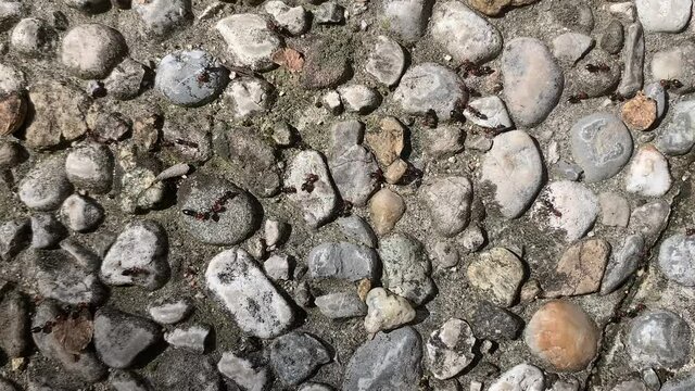 Trail of Crematogaster scutellaris ants in the garden. Concept for ants colonies, outdooor ant control, getting rid of  ants