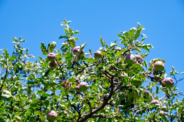 Fototapeta na wymiar Green apple tree on blue sky background. Spring farm field scene. Summer spring natural landscape. Fresh fruit.