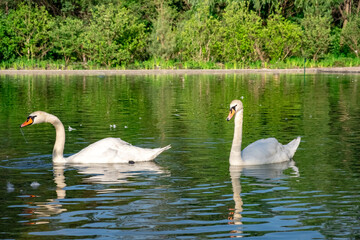 Beautiful swans swimming in pond in park.