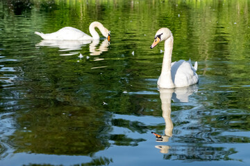 Beautiful swans swimming in pond in park.