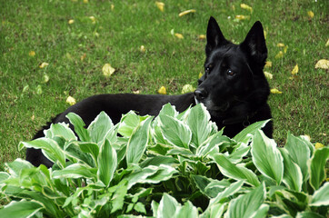 Black dog and hosta in the garden