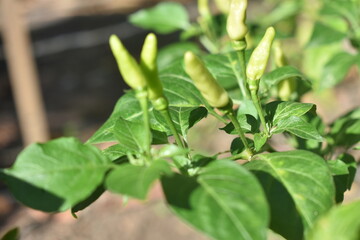 Fresh green chili on the tree