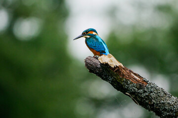 Eisvogel