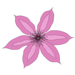 Naklejka premium Beautiful clematis flower on white background. Vector Illustration