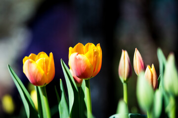 Two sunlit yellow-red tulip with green leaves and closed tulips buds on a dark background.