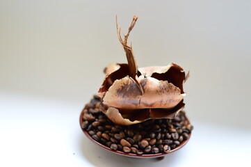 coffee beans on a white background