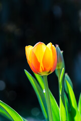 Isolated sunlit yellow-red tulip with green leaves on a dark background.