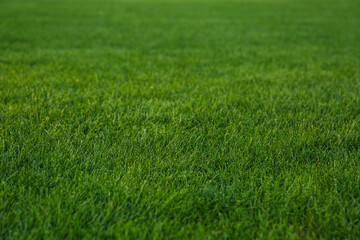 Green lawn with fresh grass as background