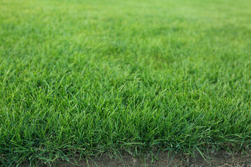 Obraz na płótnie Canvas Green lawn with fresh grass as background