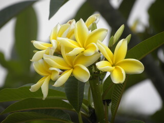 Light yellow and white color Frangipani or Plumeria flowers