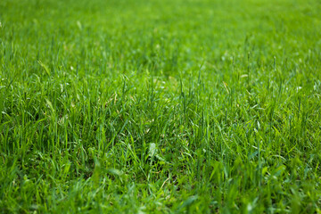 Green lawn with fresh grass as background