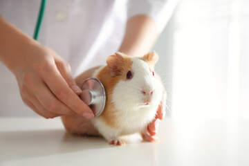 Female veterinarian examining guinea pig in clinic, closeup