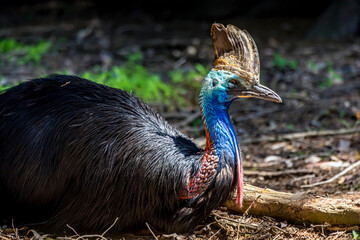 A cassowary in the wilderness of Australia at a sunny day in summer.