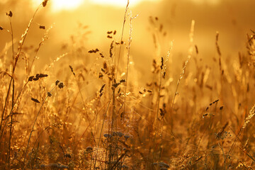 Golden sunrise over tall grass, selective focus in the foreground, blurred background.