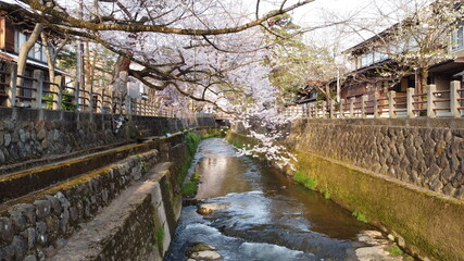 Fototapeta na wymiar 高山の小川にかかる満開の桜