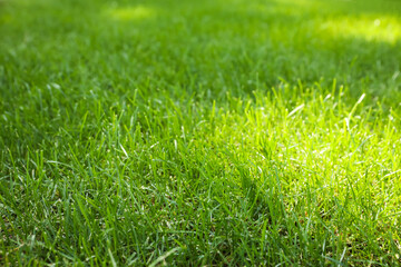 Fresh green grass outdoors on sunny day, closeup