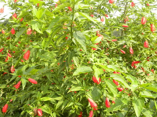 Small red color Hibiscus flowers or Rose mallow flowers