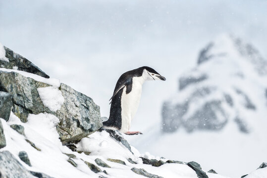 Chin Strap Penguin In The Snow In Antarctica