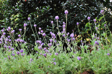 Purple flowers of garden border