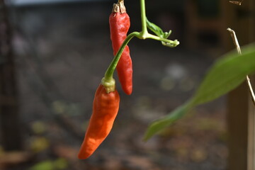 rotten and dried chilies in a tree in a home garden