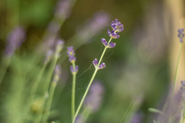Lavender flowers in the garden