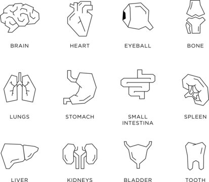 Simple Set of Internal Organs Related Vector Line Icons. Contains such Icons as Reproductive System, Brain, Heart, Eyeball, Bone, Lungs, Stomach, Liver Spleen and more. 