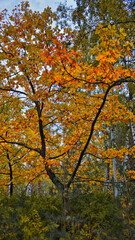 Fototapeta na wymiar Bright yellow orange maple leaves against the blue sky
