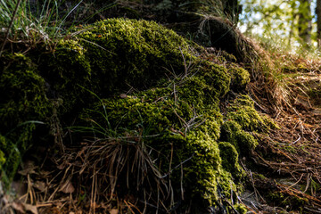 Moos an einem Baumstamm