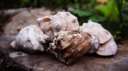 four shells on a stump 