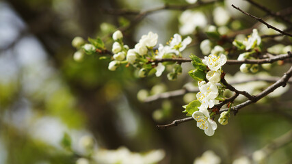 white cherry blossoms on a branch