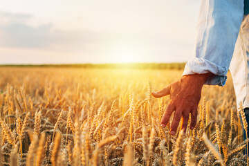 farmer outdoor walking field of wheat © cherryandbees