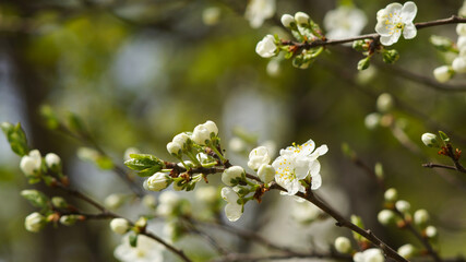 branch of cherry blossoms in the spring                       