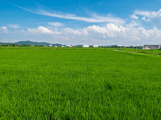 scenery of rice fields in countryside of Fukuoka prefecture, JAPAN.